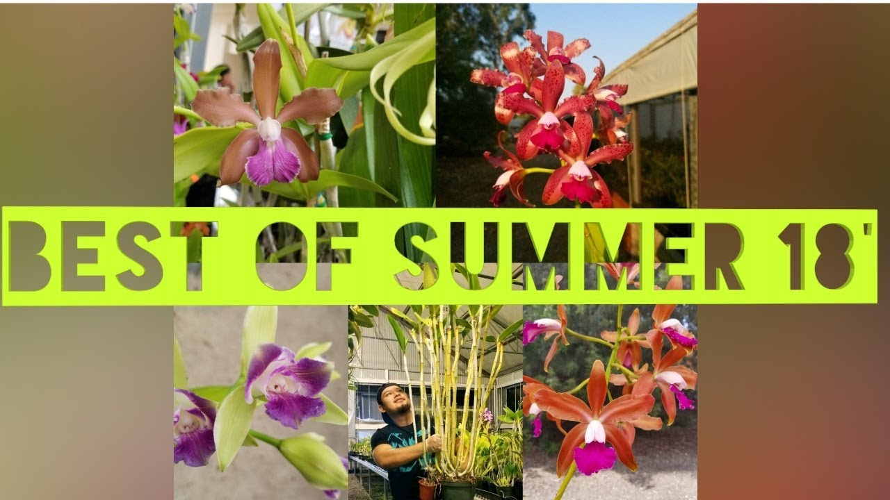 Summer 2018 || Highlights & Favorite Blooms!