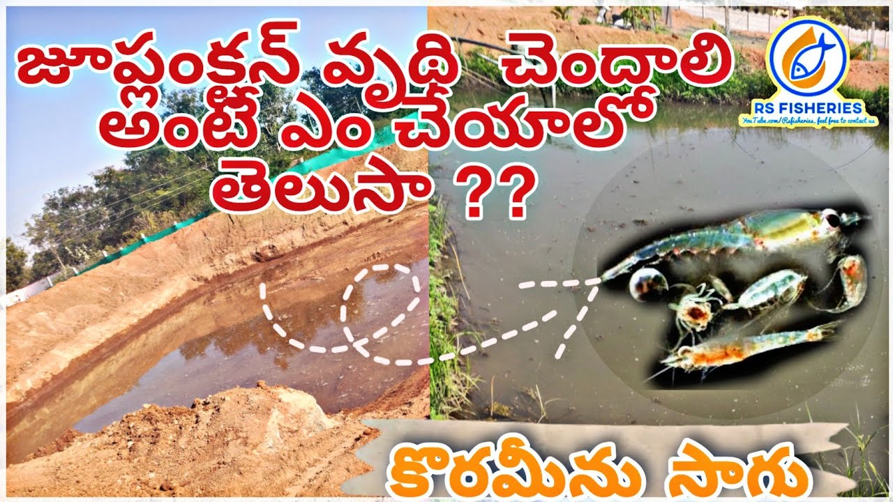zooplankton and phytoplankton in natural pond