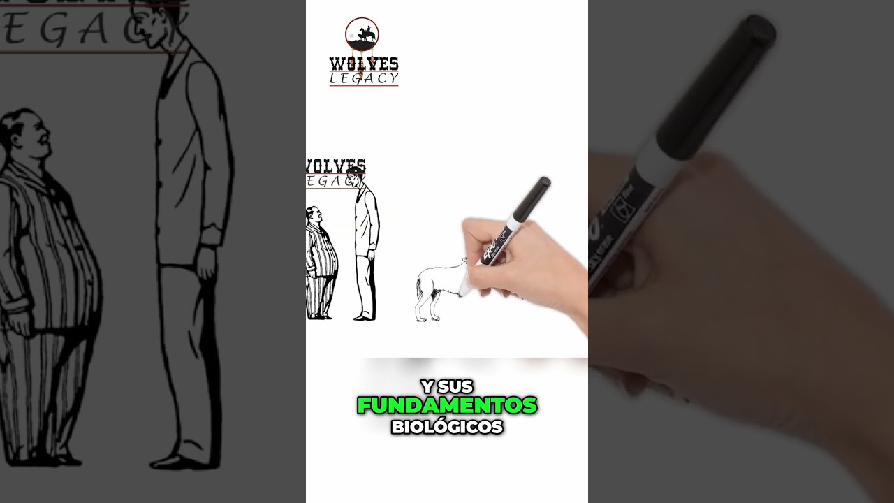 &iexcl;Tu perro es un lobo! Mismo ADN, misma especie. &iexcl;Desc&uacute;brelo! #shorts
