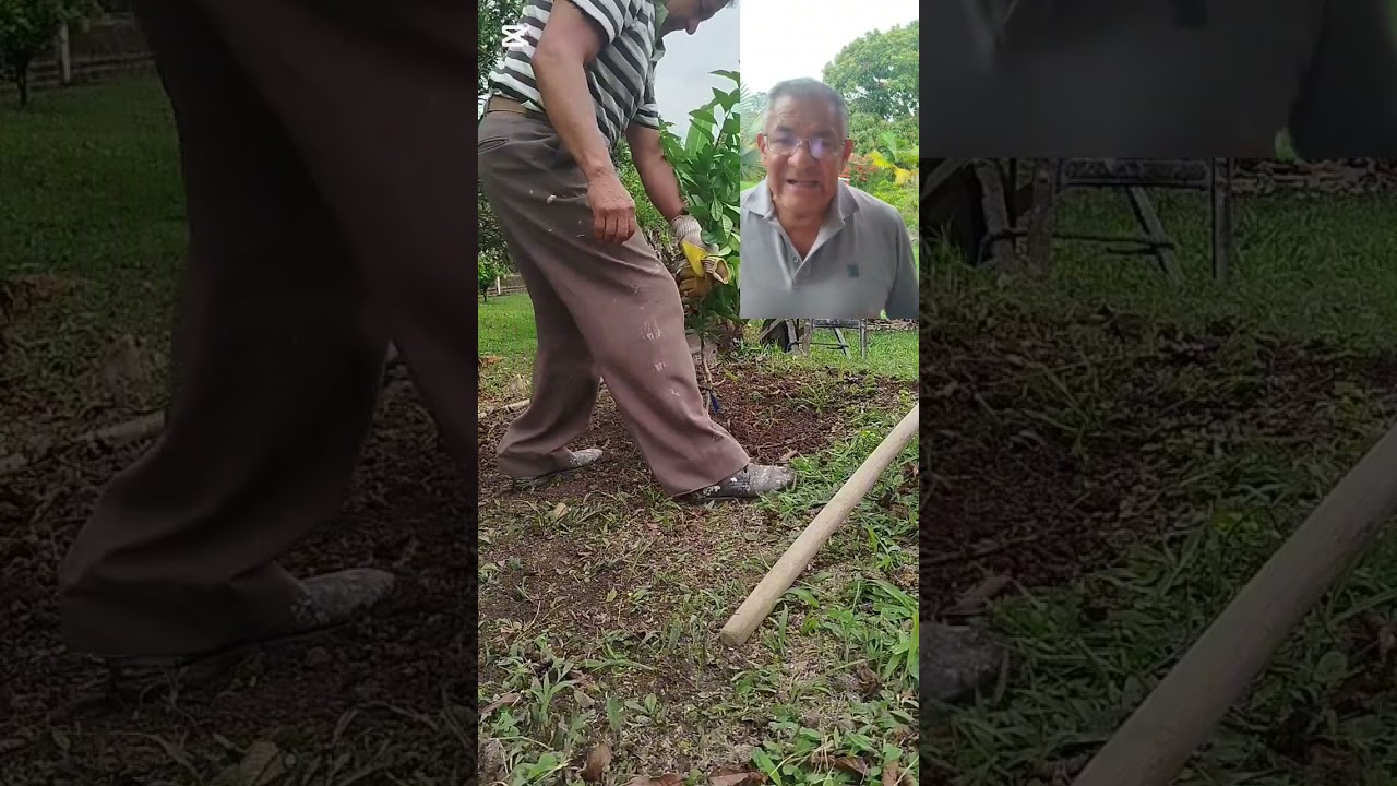 SIEMBRA DE UN NARANJO..VARIEDAD VALENCIA..Héctor Insuasty