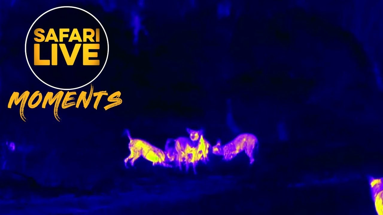 Wild Hot Dogs Bound About the Bush!