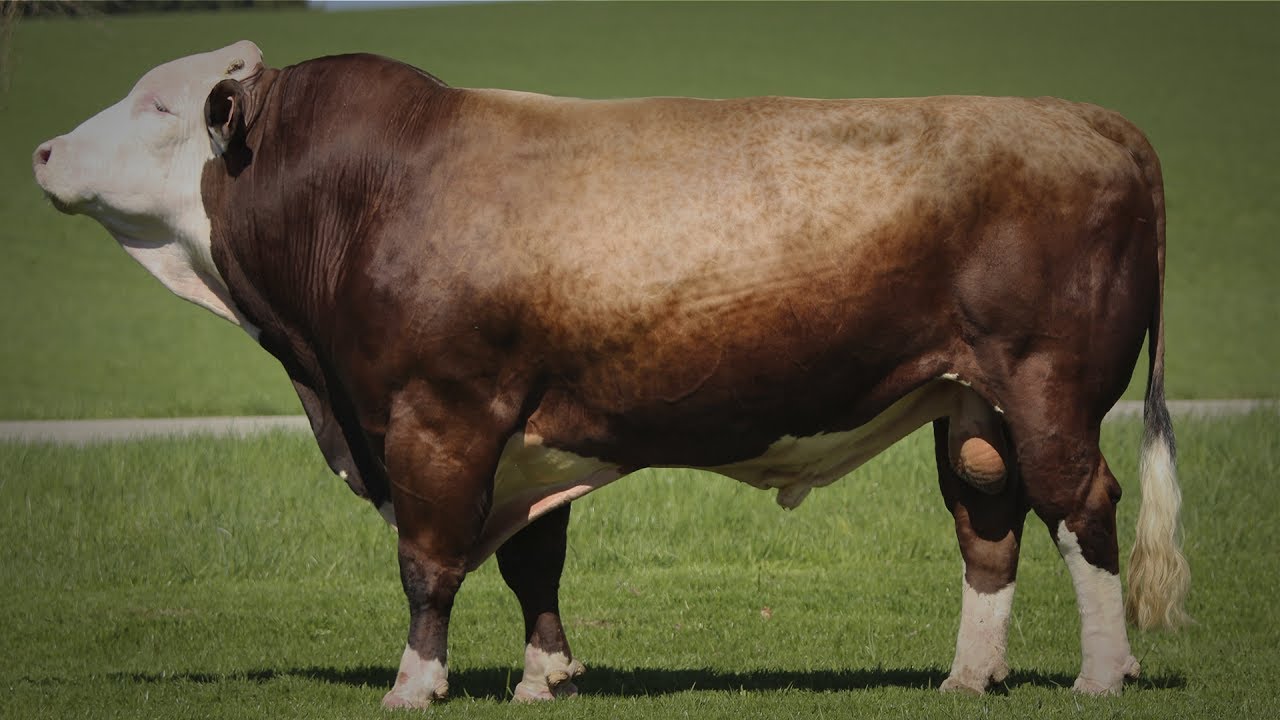 Simmental y Simbrah Cap 127