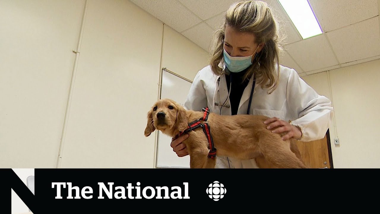 Veterinary shortage worsened by pandemic