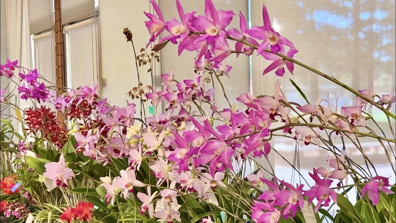 2023 Peninsula Orchid Society Show – Redwood City, California