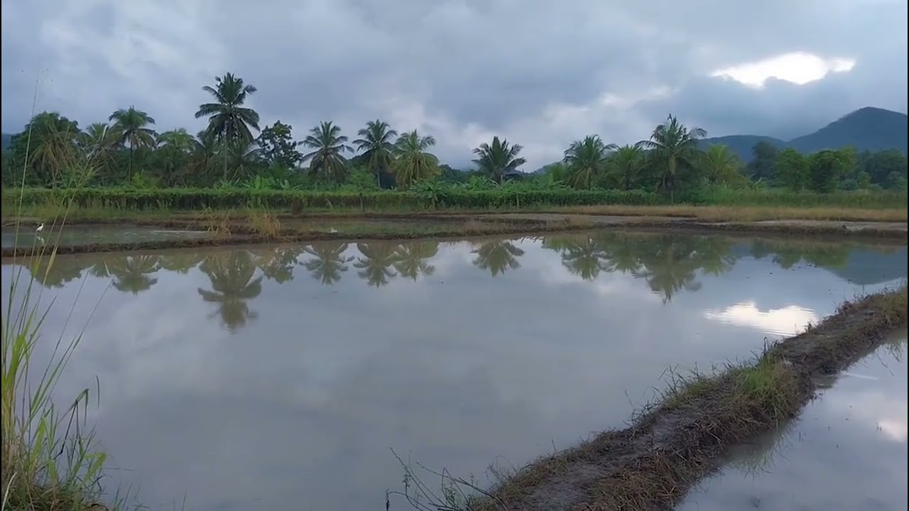 Water supply in paddy fields | Rural village water management | srilanka | rural village srilanka