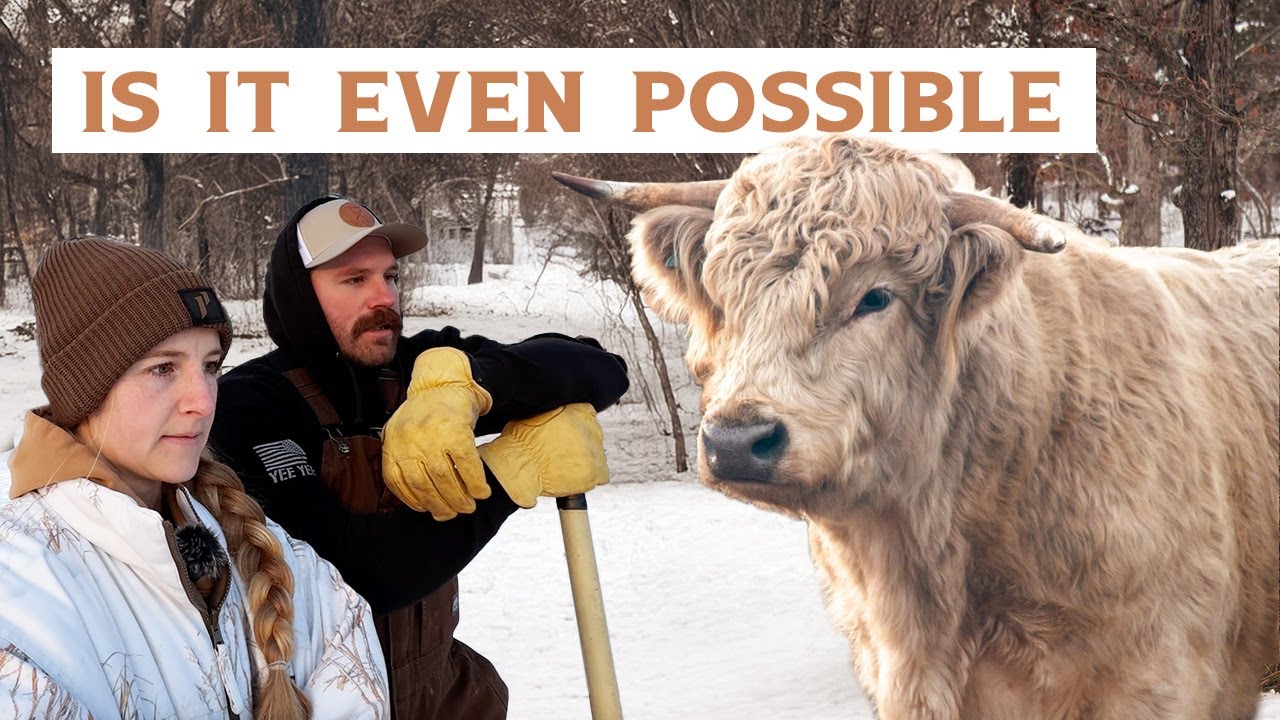 City Life to Farm Life - Highland and Dexter Cattle