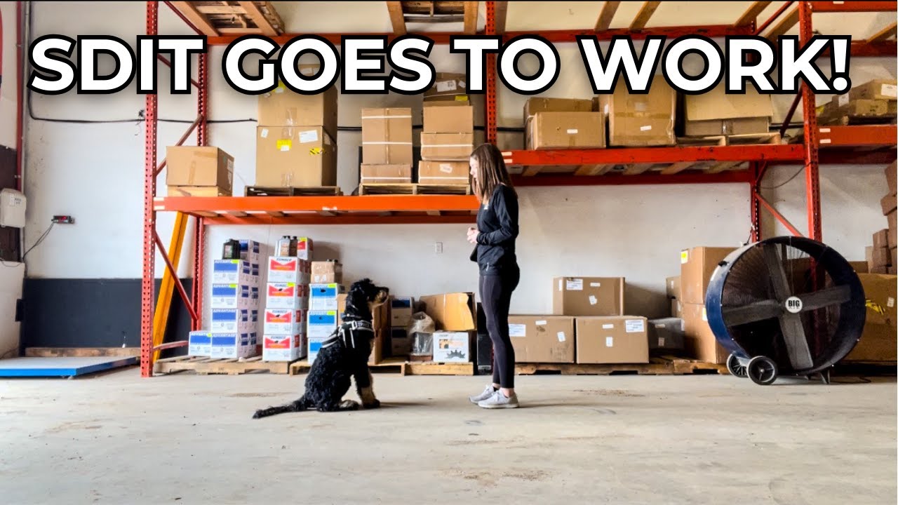 SERVICE DOG IN TRAINING GOES TO WORK | day in the life of a service dog in training at an office job