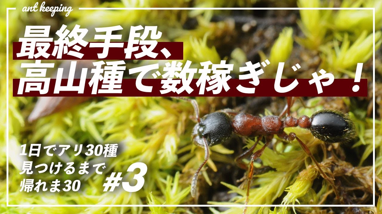 【アリ観察】アリ30種類見つけるまで帰れま30！第3話（最終話）【見つけることはできたのか】