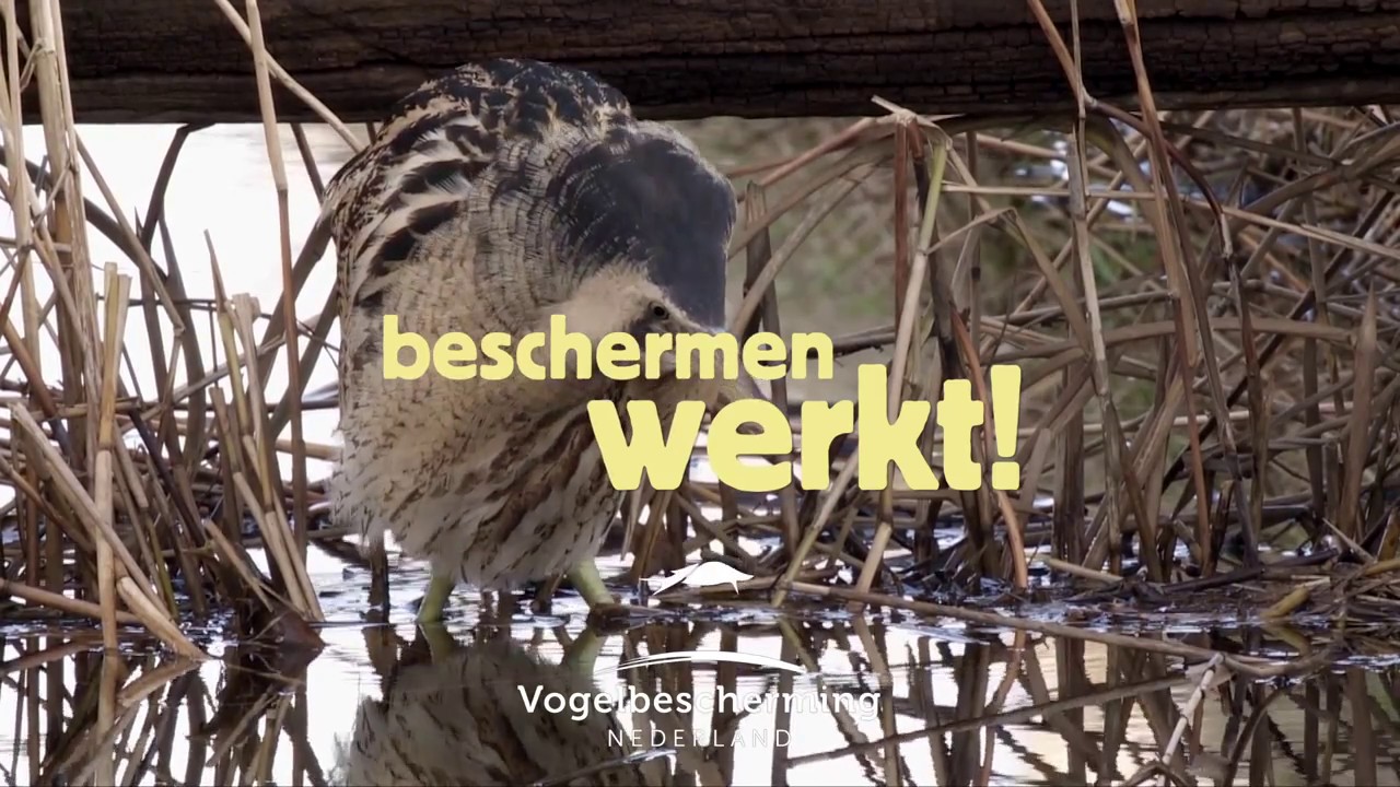 Beschermingsplan Moerasvogels revisited: Polder Demmerik