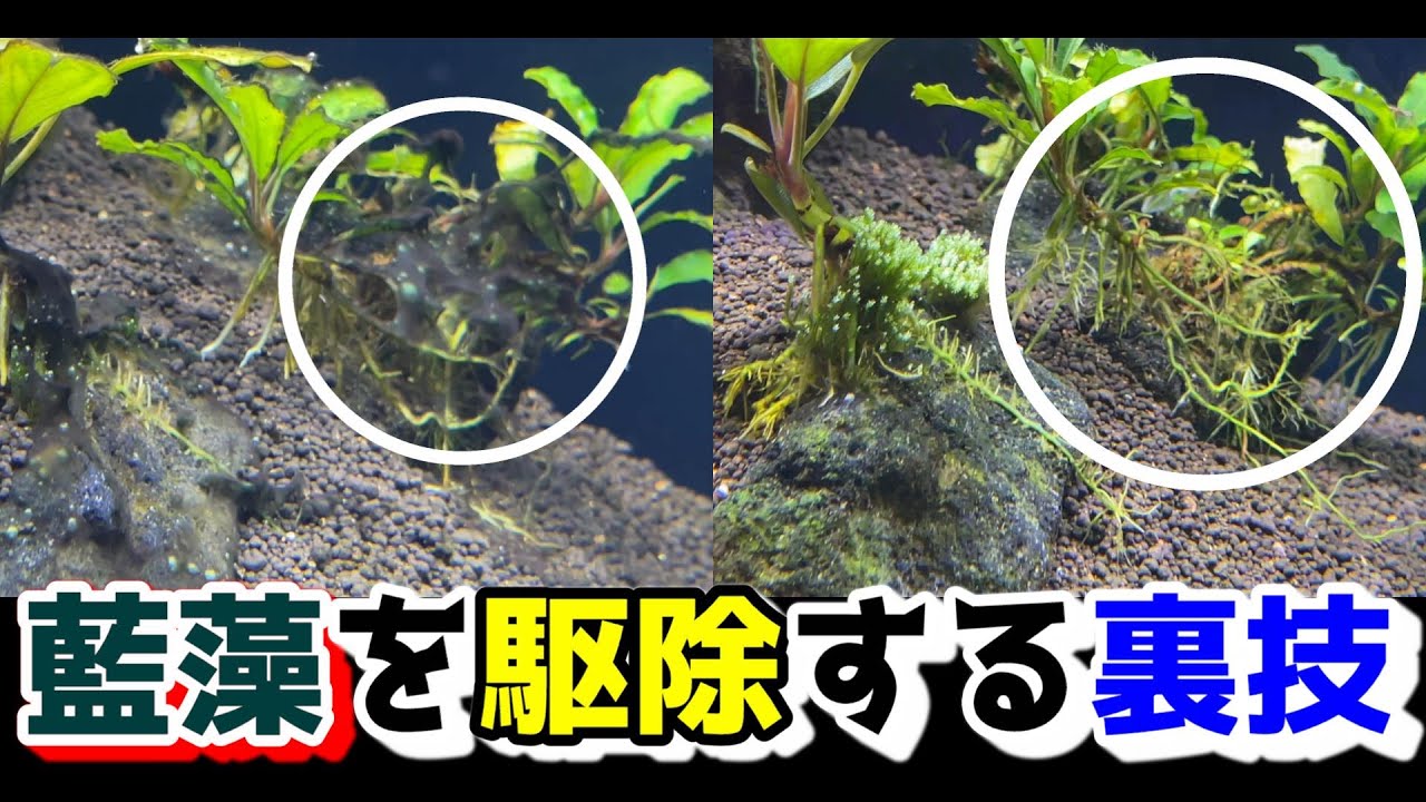 水草水槽の藍藻を除去する方法～シアノバクテリア（ラン藻）を駆除する裏技～【媛めだか/エルバージュエースorグリーンFゴールド】