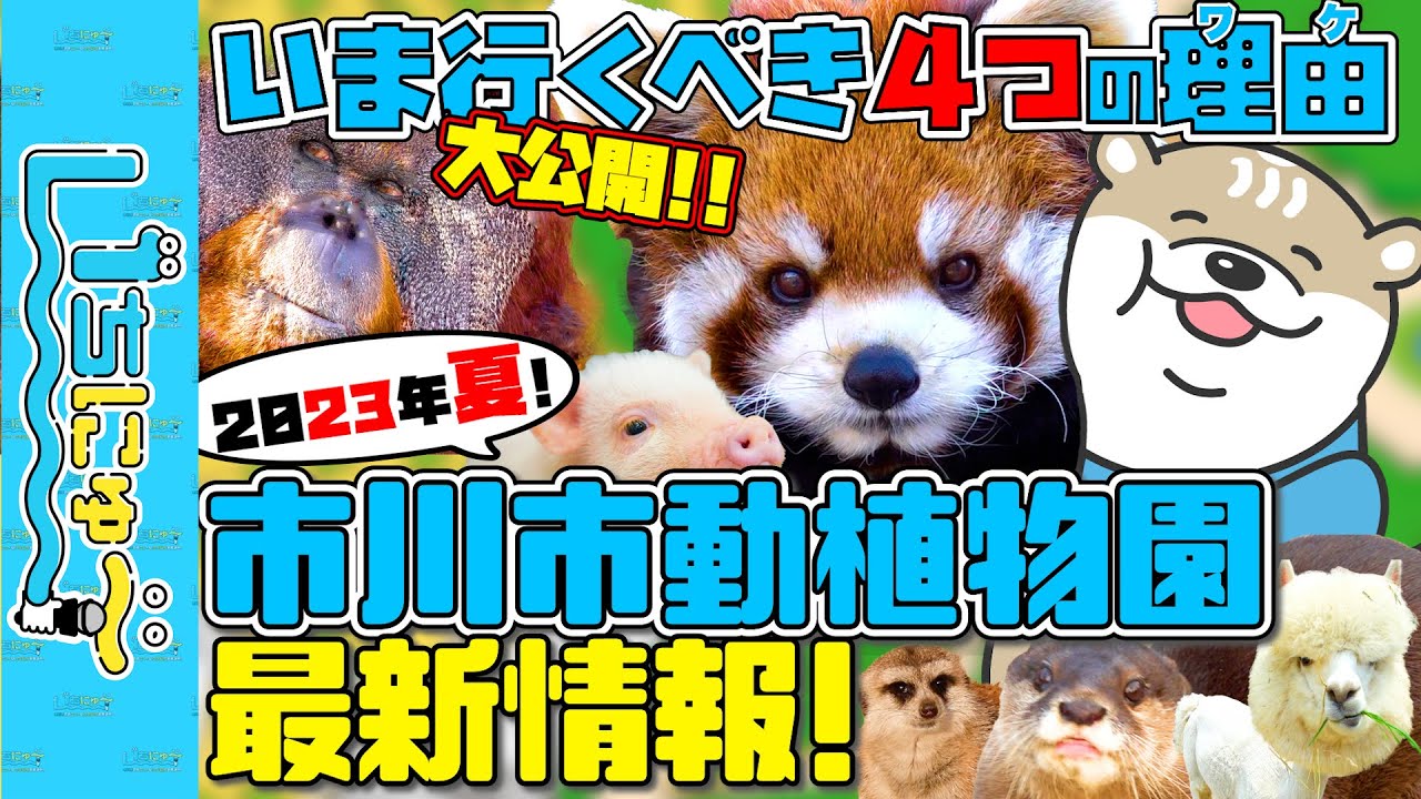 【市川市の広報番組】いちにゅ〜 No.007 市川市動植物園 最新情報！2023年夏、いま行くべき４つのワケ！