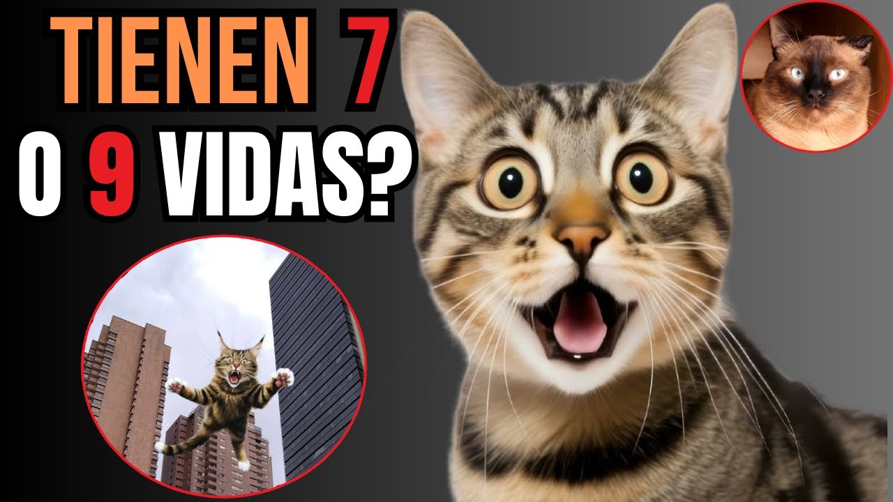 🔍 10 MITOS Sobre GATOS Que SIEMPRE Cre&iacute;ste VERDADEROS 🐱❌
