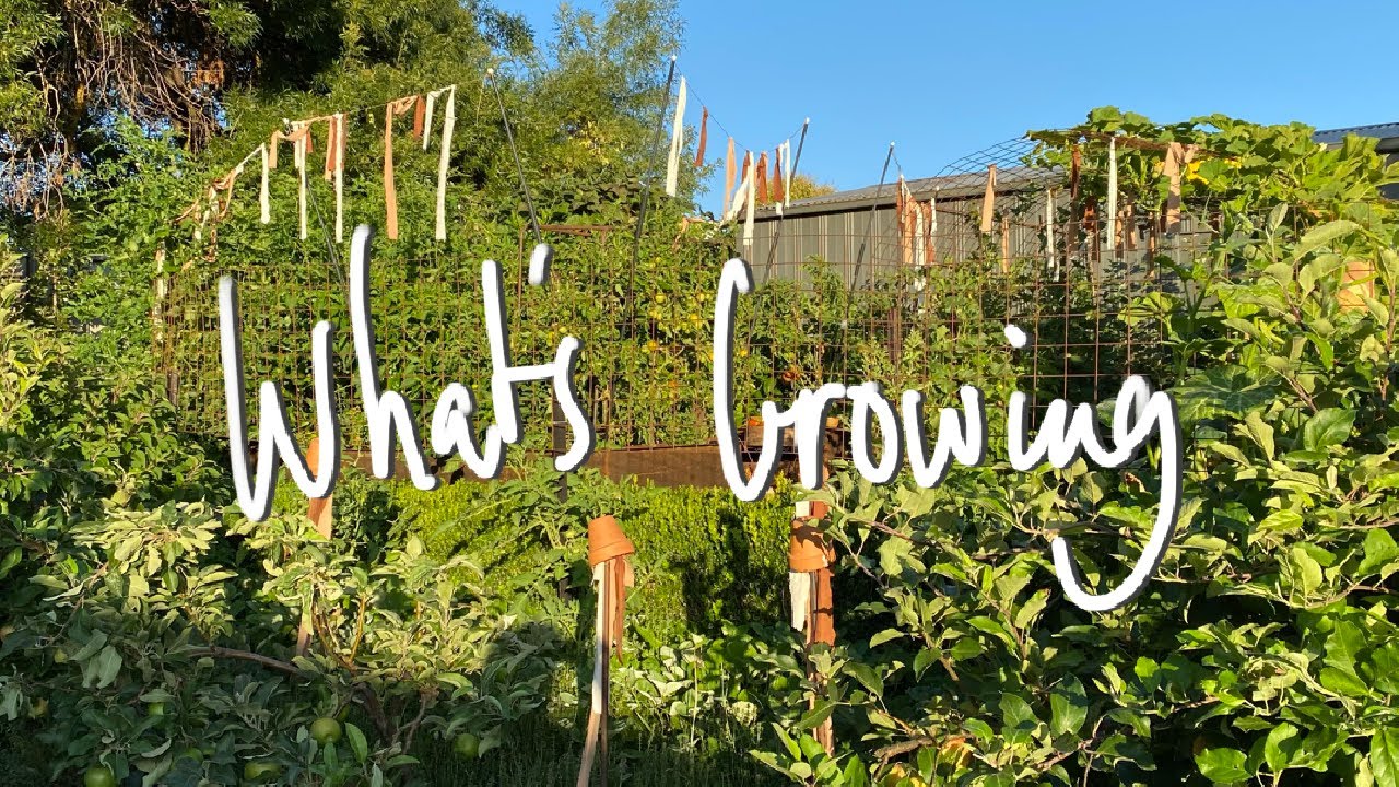 WHAT'S GROWING | LATE SUMMER Vegetable Garden Tour & HARVEST VICTORIA AUSTRALIA | SMALL BACKYARD
