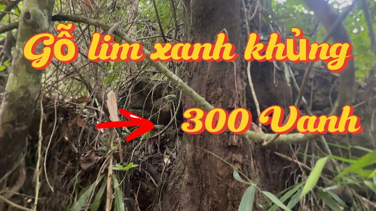 Gốc gỗ Lim Xanh khủng trên rừng | NÚI RỪNG TÂY BẮC #viralvideo #golua #goquy #xuhuongyoutube 