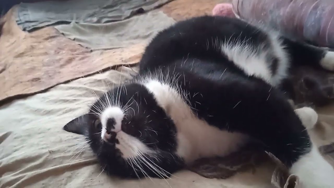 cat play 😺😺