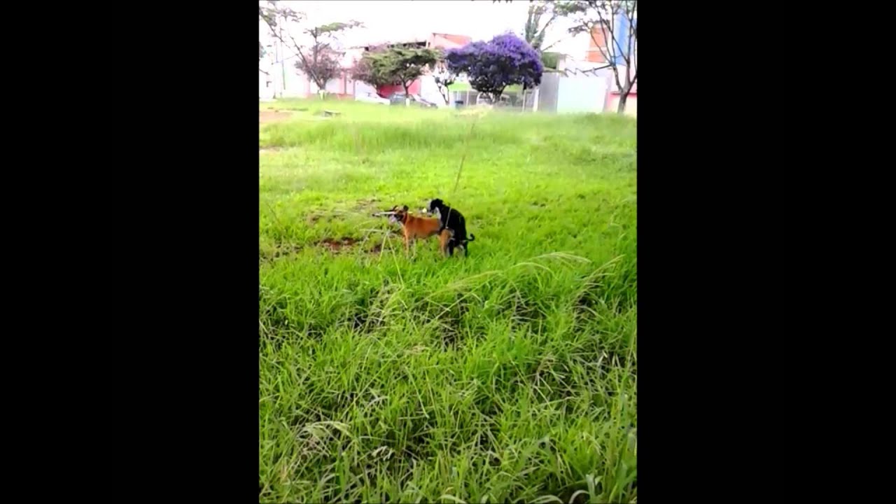 até os cachorro #ÉPRACABA