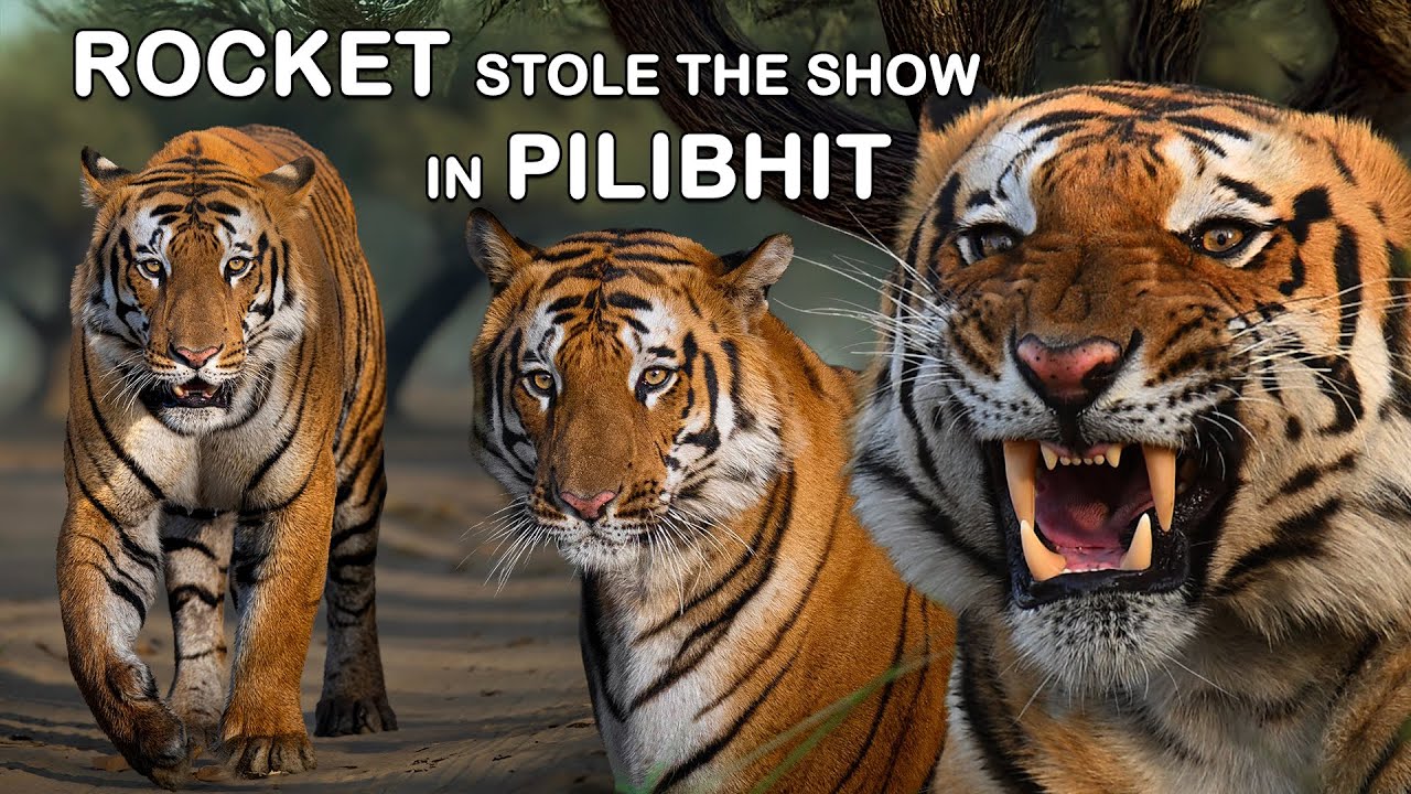 1st visit to Pilibhit & ROCKET stole the show | Pilibhit Tiger Reserve |  #tiger #rocket #trending