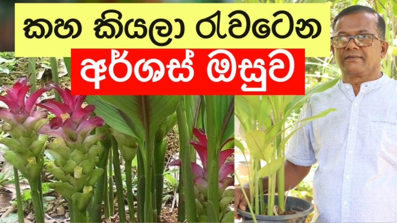 කහ වගේමයි | ඇදුමට පණු රෝග වලට ඔසුව | Curcuma zedoaria | Ceylon Agri | Episode 164