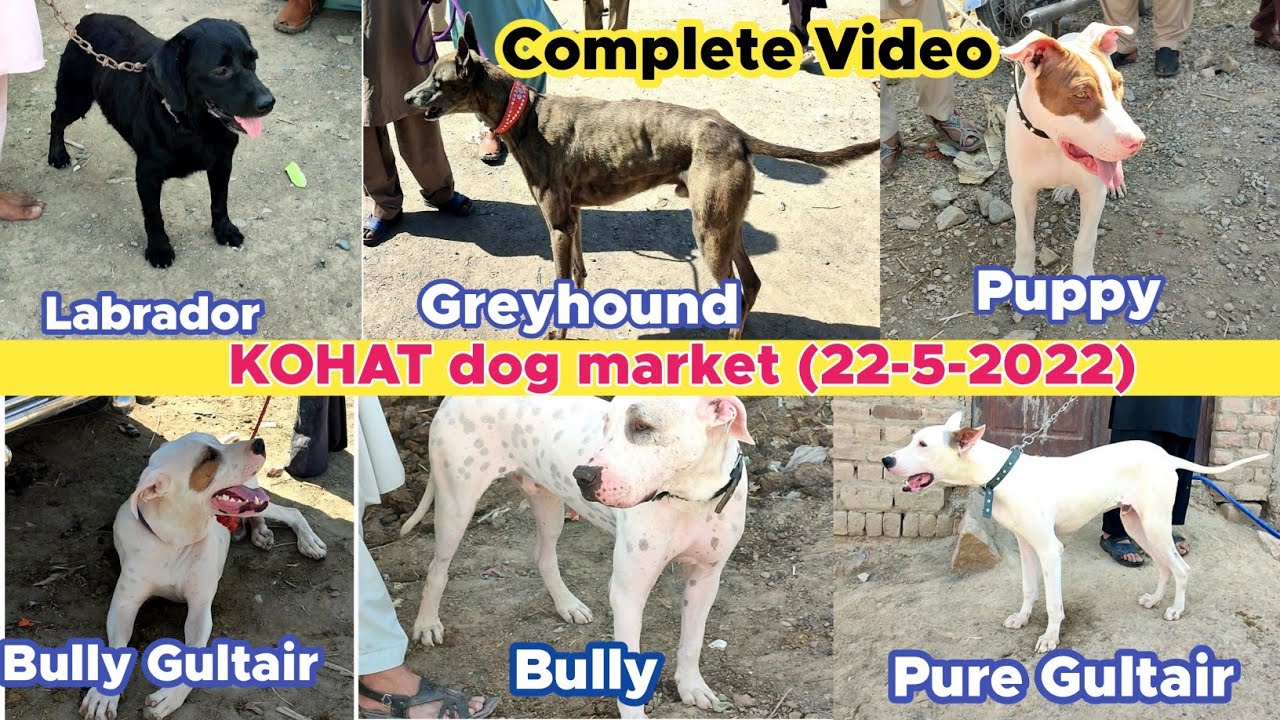 kohat dog market | complete video 22-5-2022 | puppy | GSD | Kohati gultair @localanimals7530