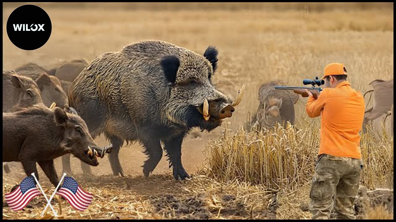 How American Farmers Deal With Wild Boars Attacking Wheat Fields | Wild Boar Hunt