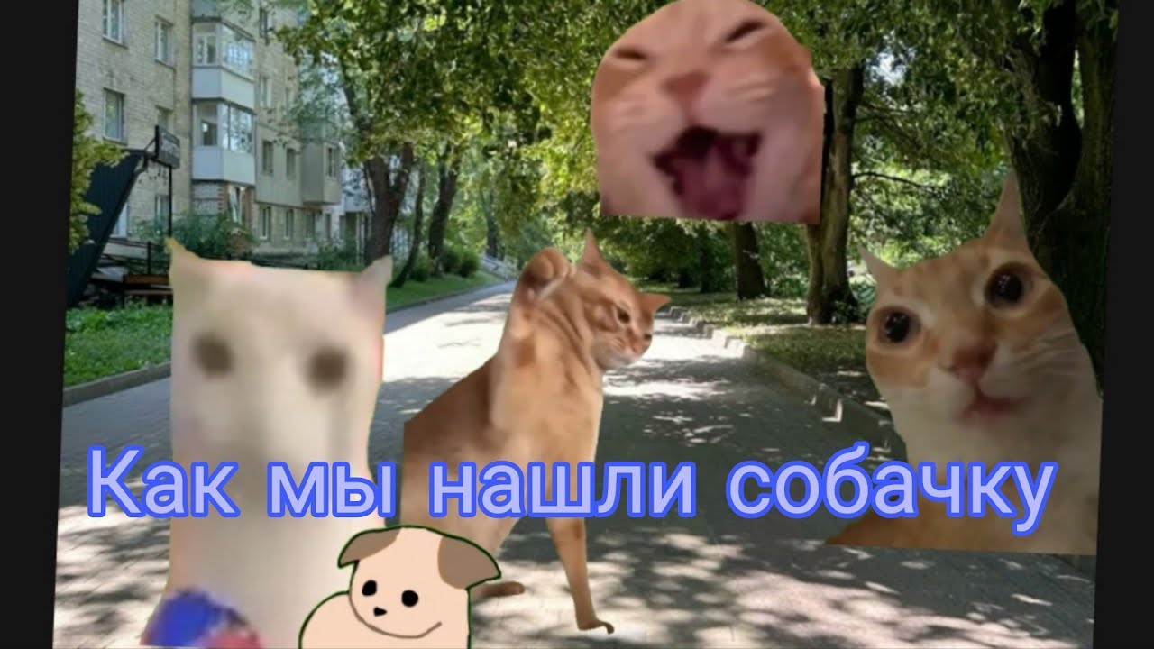 Как мы нашли собачку с подругой| Смешные коты| Мемные коты 