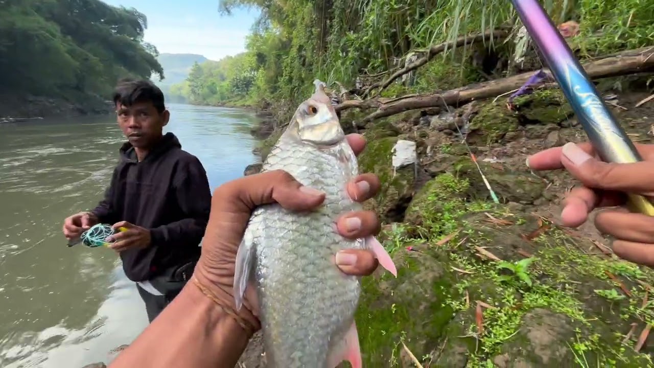 Air bagus ikan makan ‼️