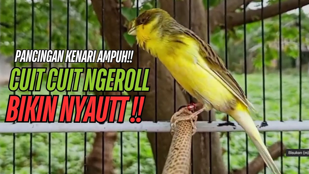 SUARA Kenari GACOR PANJANG Pancingan & masteran Kenari Paud AGAR gacor AMPUH Kenari MACET bunyii