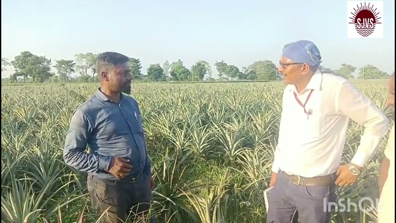 Pineapple Kishanganj @ Exposure visit on pineapple farmers