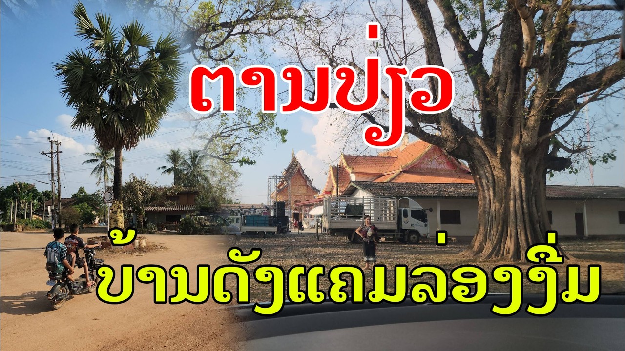 Laos🇱🇦 : ຕານປ່ຽວ ບ້ານເກົ່າບ້ານດັງ ແຂວງວຽງຈັນ. | ตานเปลี่ยว หมู่บ้านดัง แขวงเวียงจันทร์.