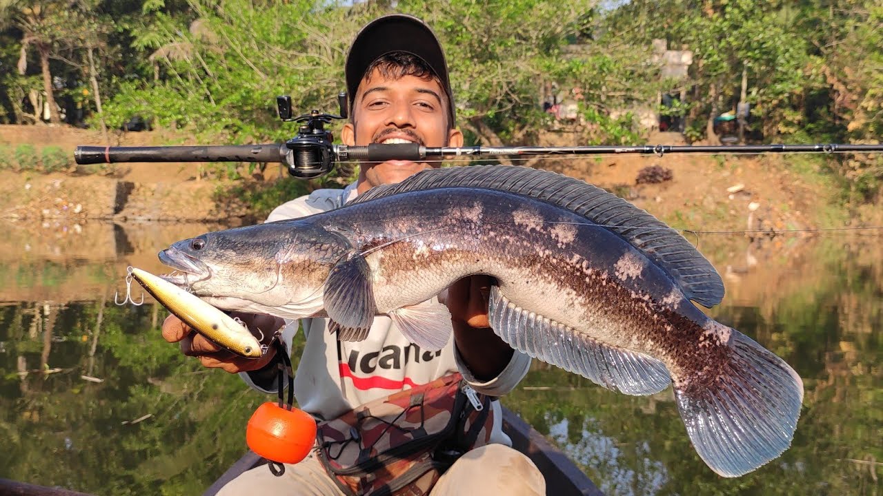പുഴയിൽ ഇത്രയും അപകടകാരിയായ മീൻ ഉണ്ടോ..❓️| Toman fishing | Snakehead fishing kerala | fishing | fish