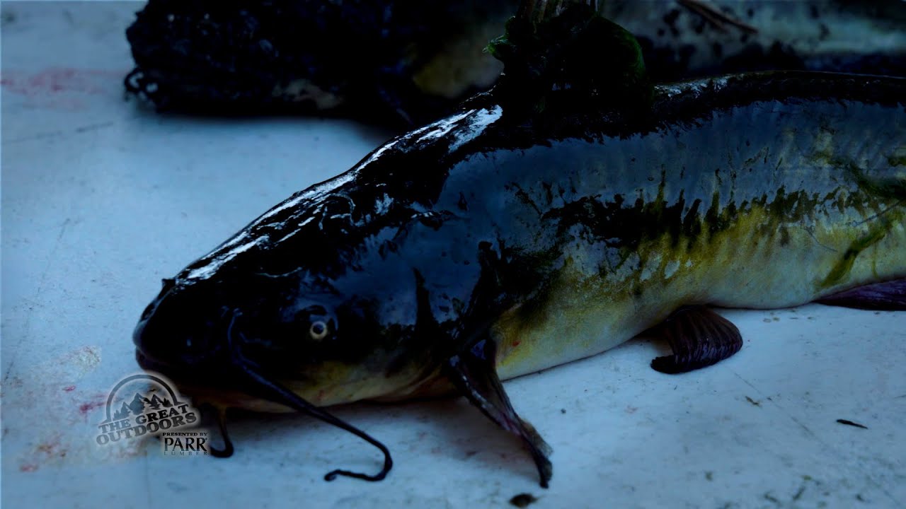 The Great Outdoors: Removing INVASIVE FISH SPECIES from Crane Prairie