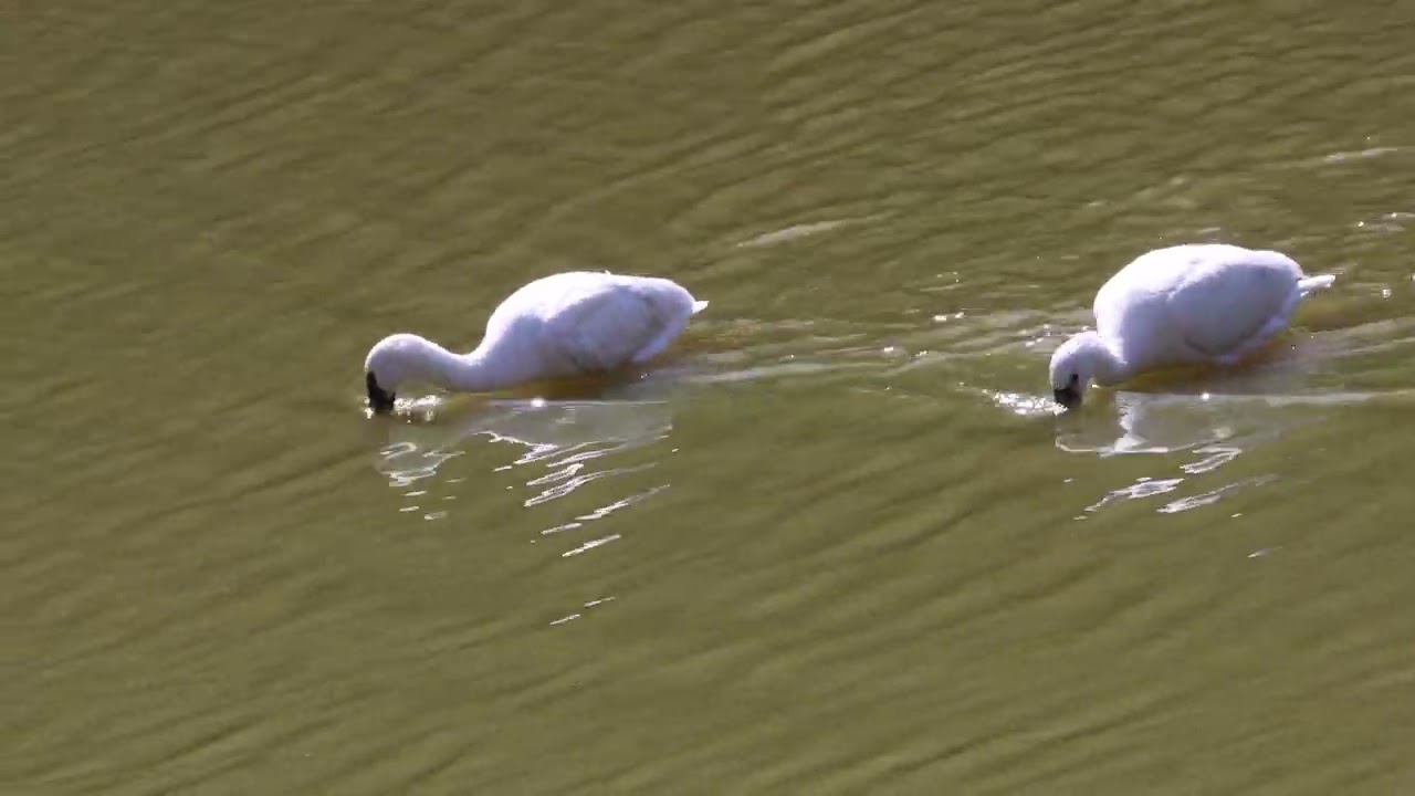 ヘラサギ・クロツラヘラサギ