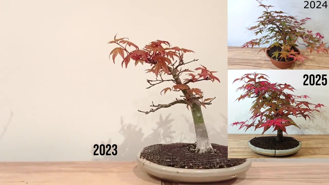 BONSAI - 💥 PROBLEMAS CON ARCE PALMATUM 💥
