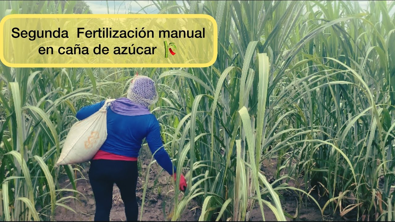 Como hacemos la Segunda Fertilización manual en caña de azúcar 🎋📝