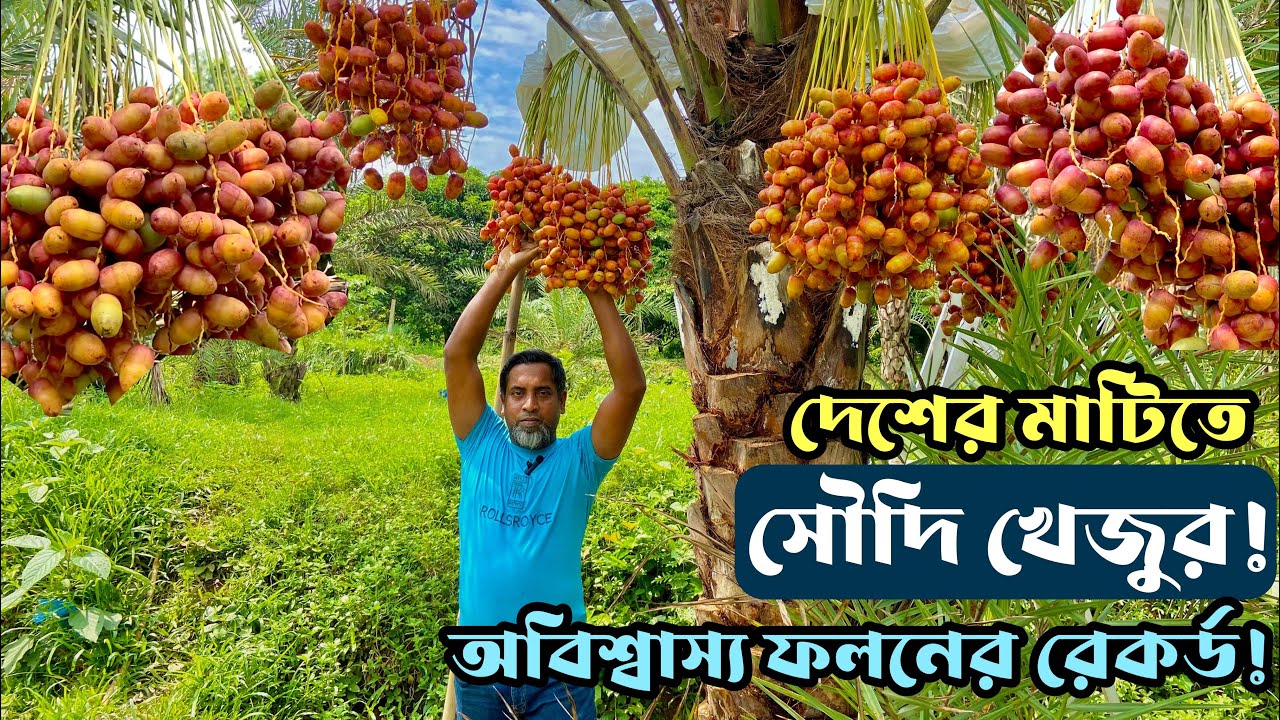 সৌদি খেজুর চাষে বিস্ময়কর সাফল্য দেশের মাটিতে | উদ্যোক্তার খোঁজে
