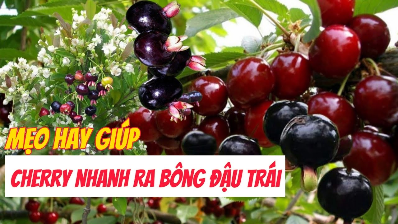 EP 105 : Mẹo làm cây nhanh ra trái , bí quyết giúp cây cherry 1 tháng trái quằn cây.