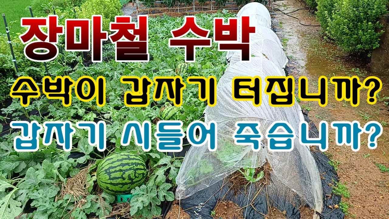 [텃밭농부. 1,152]  장마철 수박. 갑자기 터지고 말라서 죽습니까? 