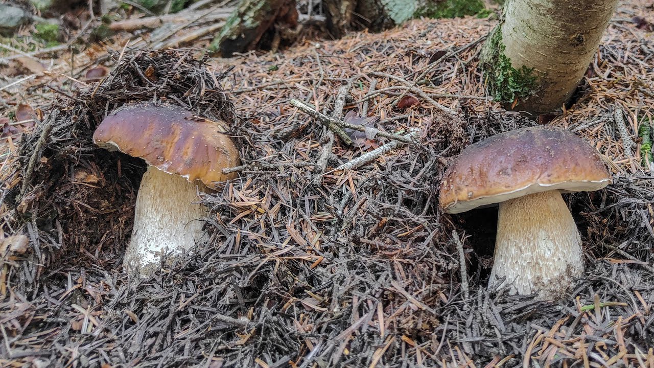 Porcini e funghi 