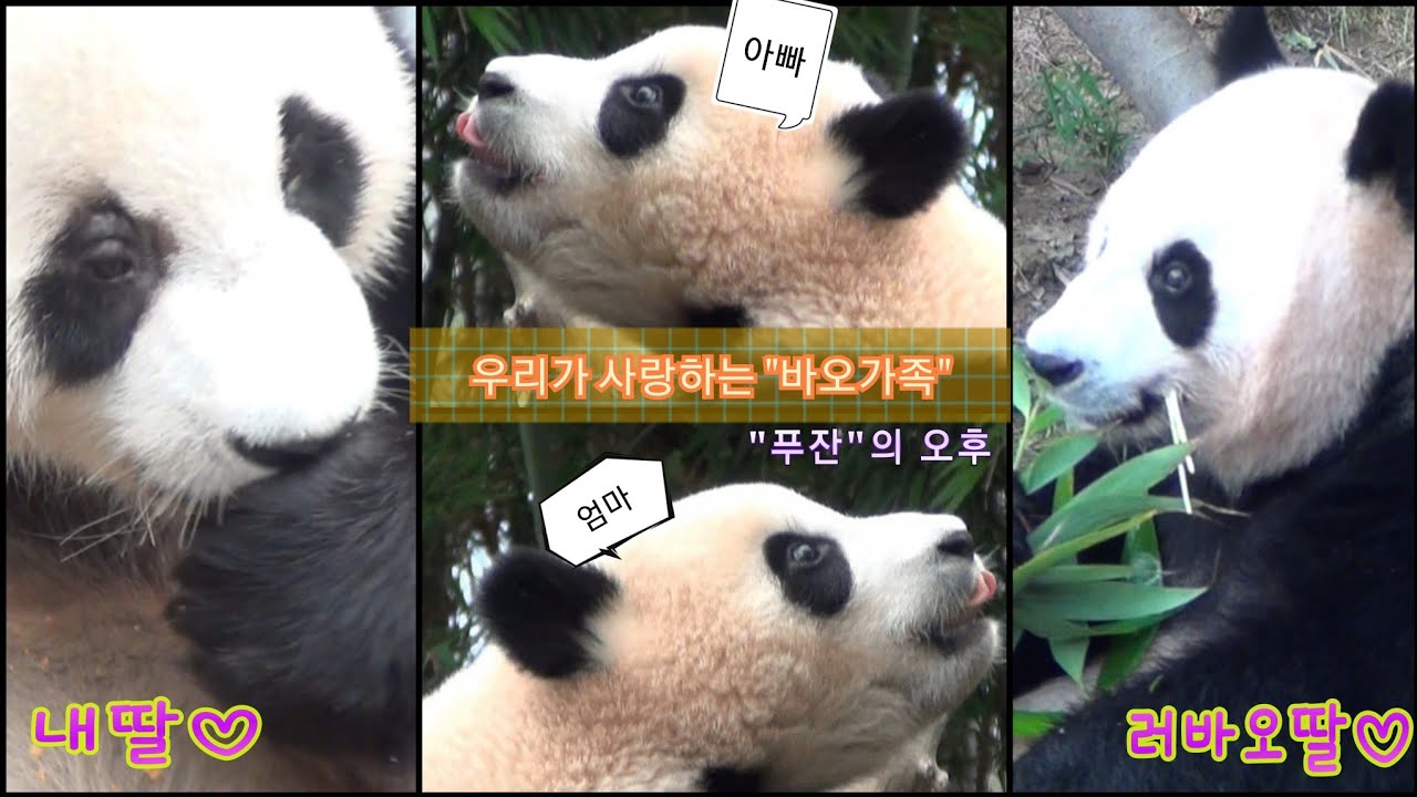 [푸덕이CAM] 우리가 사랑하는 판다 
