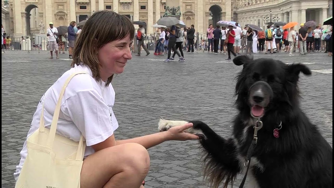 A dog that has completed the Camino de Santiago comes to Rome