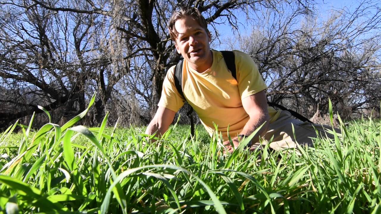 Let's talk about eating wild grass