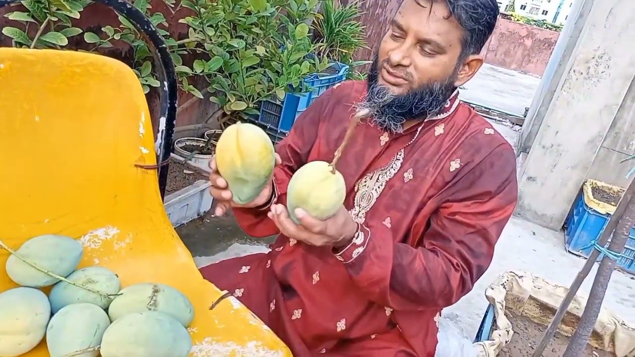 ছাদ বাগানে বারি 11 আম গাছে ধরেছে আগস্টের 14 /2024 হারভেস্ট করেছি