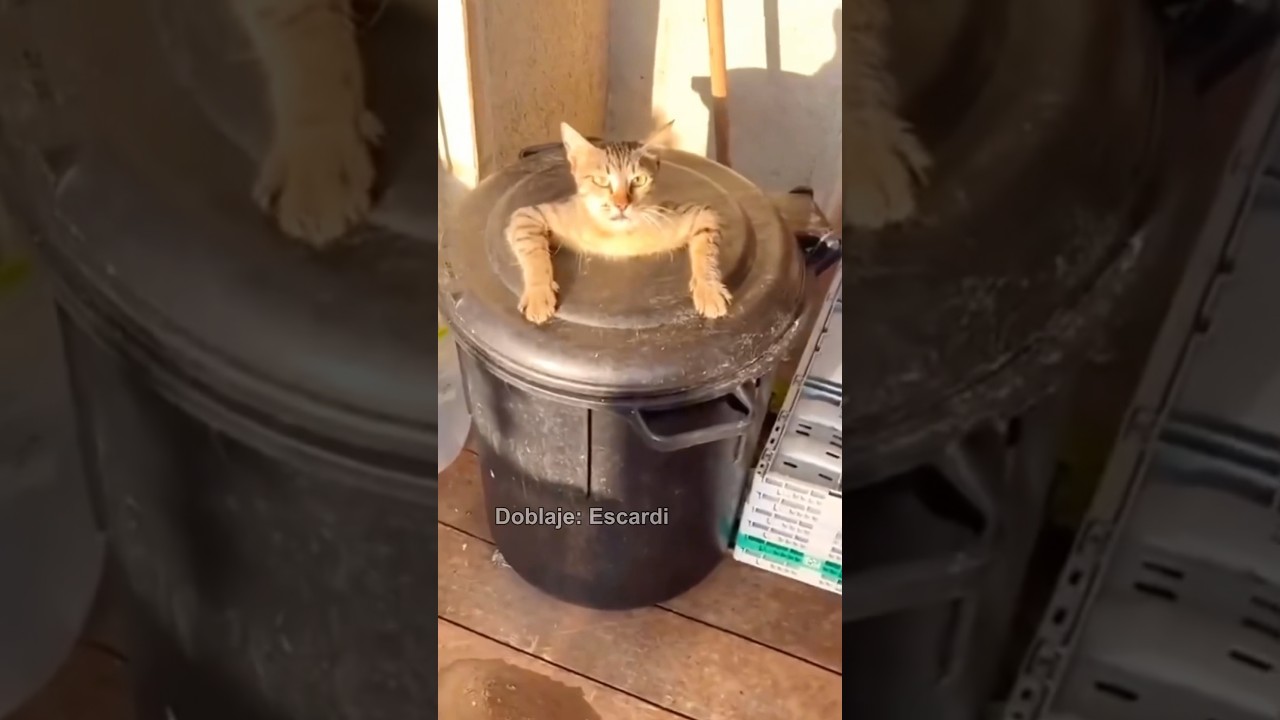 GATITO BASURERO
