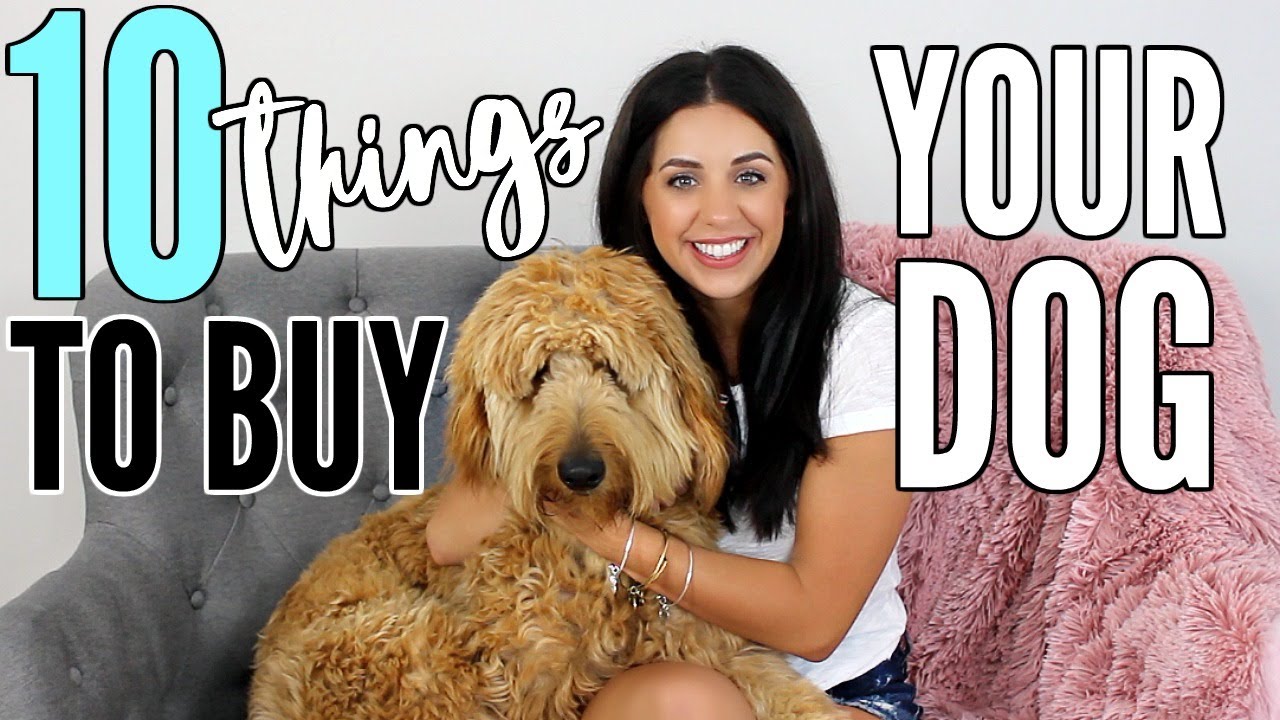 10 THINGS TO GET YOUR NEW PUPPY! WITH MY GOLDENDOODLE DUDE!