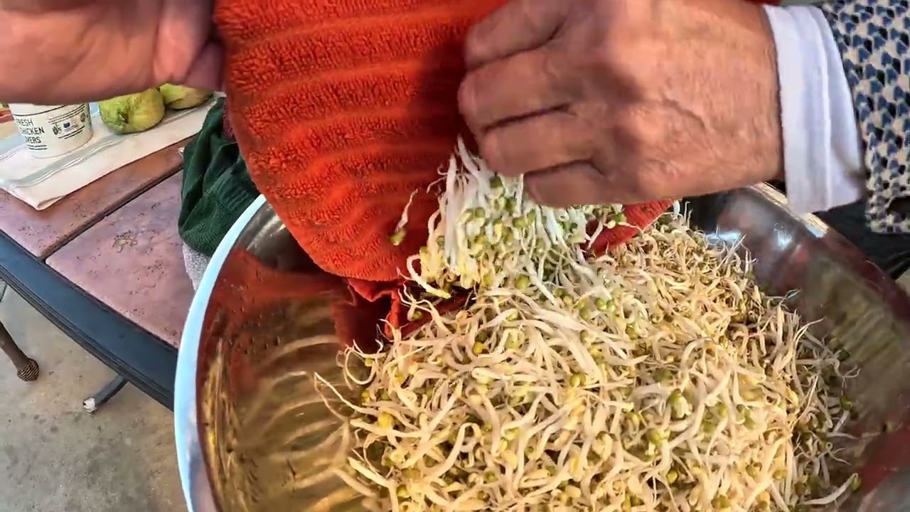 Grow your own beans sprouts បណ្ដុះសណ្ដែកបណ្ដុះខ្លួនឯង
