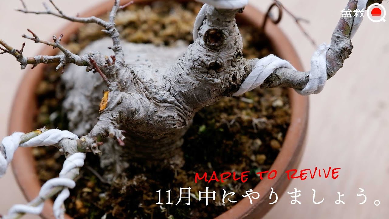 【紅葉】11月中にやっておきたいモミジの作業！足元の良い木を作り直す【盆栽Q】
