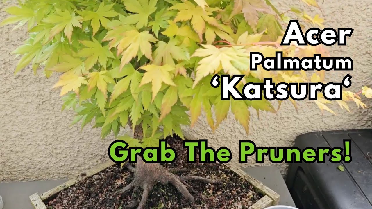 Acer Katsura Prune and Propagate | Cuttings | Bonsai