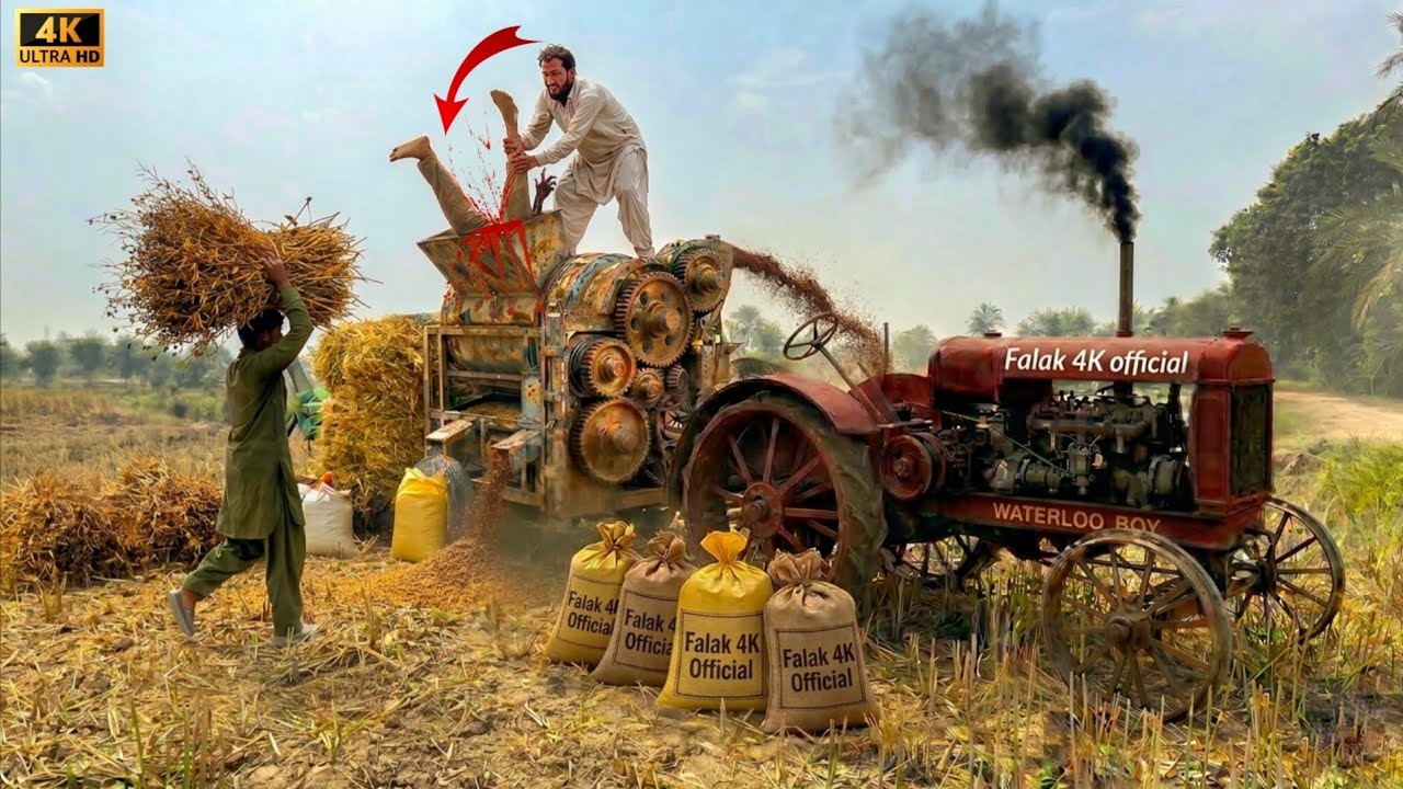 Legendary Fiat 480 Tractor Power | Mustard Threshing Performance & Traditional Farming | 4K Ultra HD