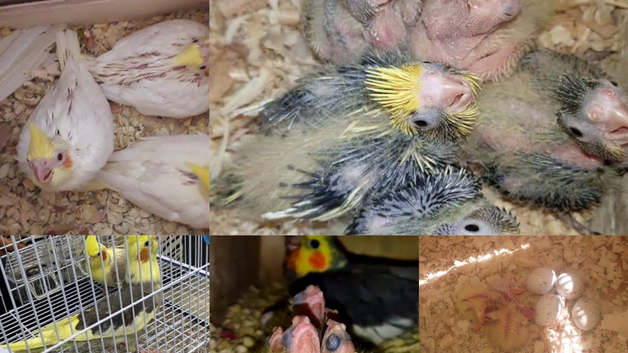 🔥🔥جولة في غرفة طيور الكوكتل 🦜🦜فتح اعشاش الكوكتيل🔥🔥#calopsita