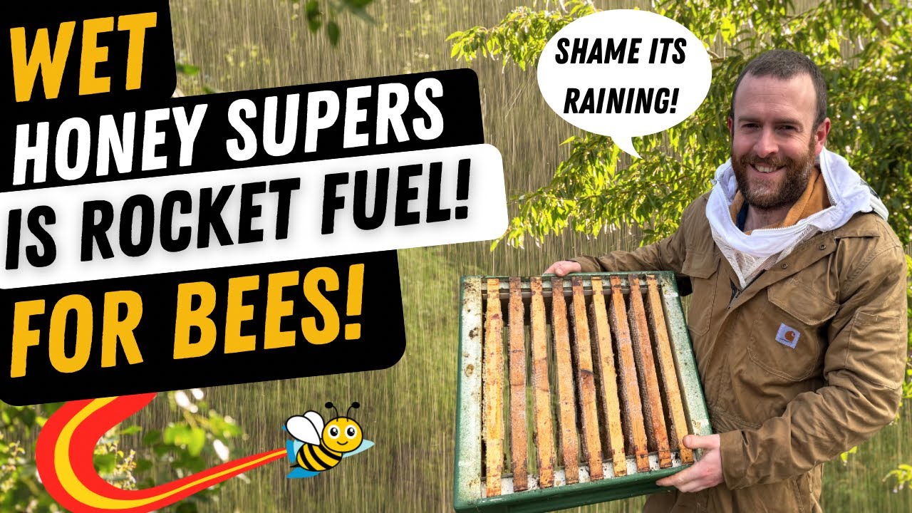 Wet Honey Supers Is Rocket Fuel For Bees! Wet Spring Holding Us Back!